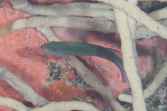 Image of Doublestriped dottyback