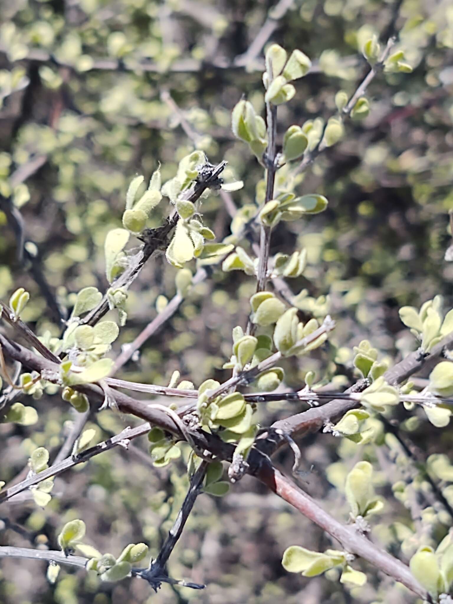 Imagem de Citharexylum brachyanthum (A. Gray ex Hemsl.) A. Gray