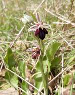 Image of Ophrys sphegodes subsp. spruneri (Nyman) E. Nelson