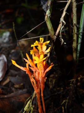 Image of Voyria aurantiaca Splitg.