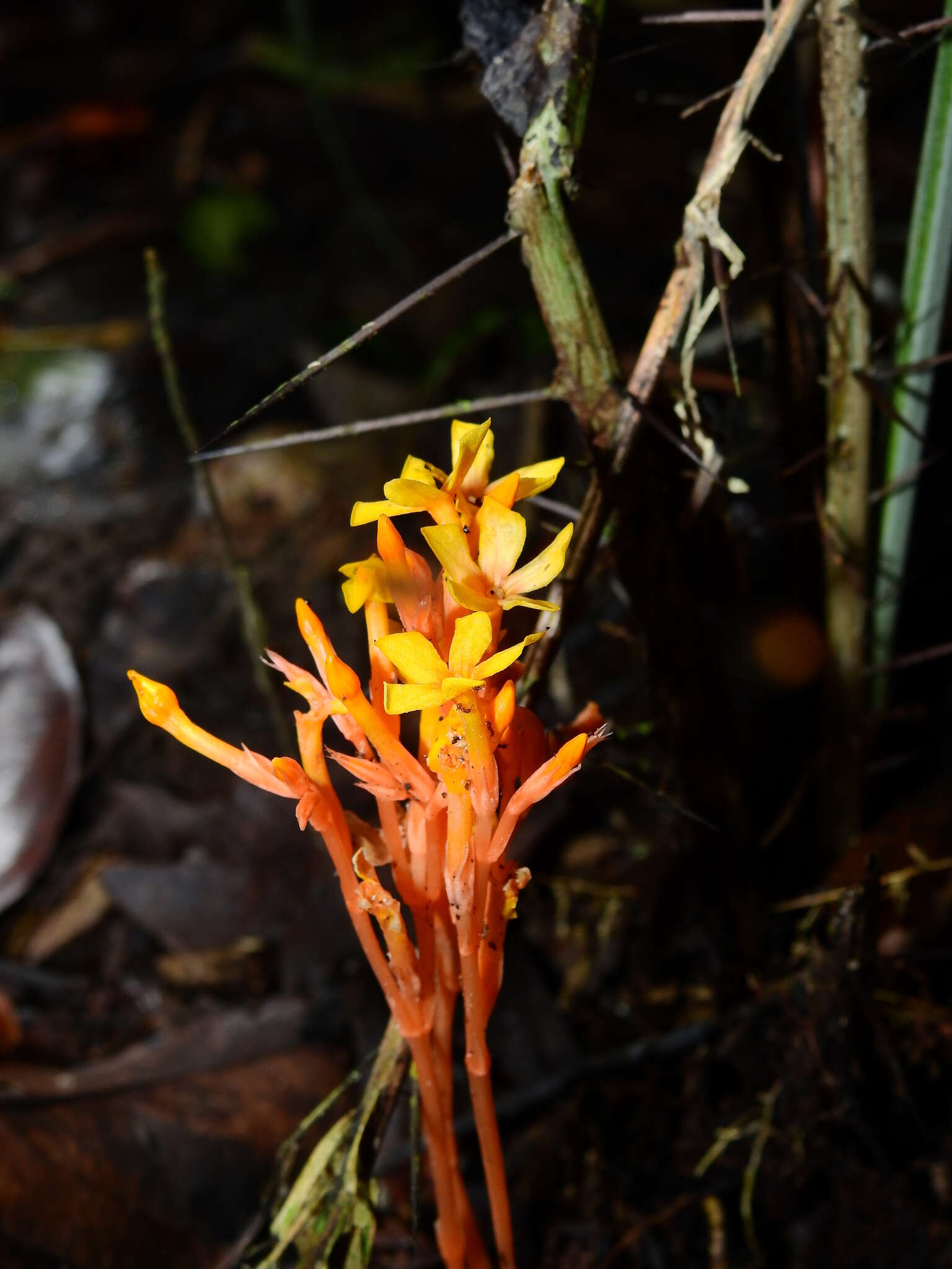 Image of Voyria aurantiaca Splitg.