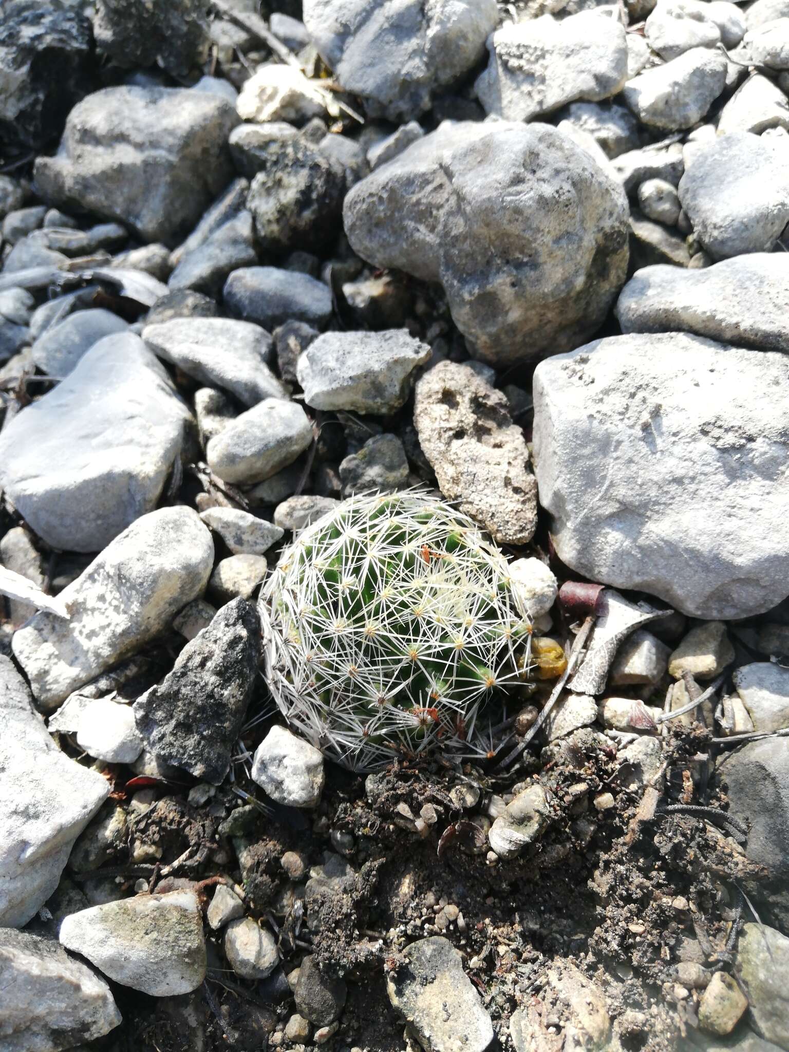 Image of Mammillaria picta Meinsh.