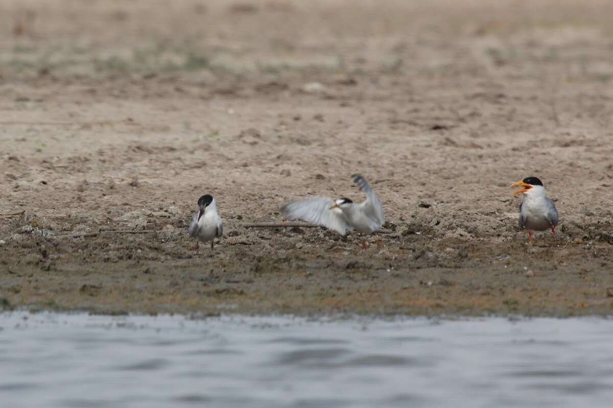 Image de Sterne de rivière