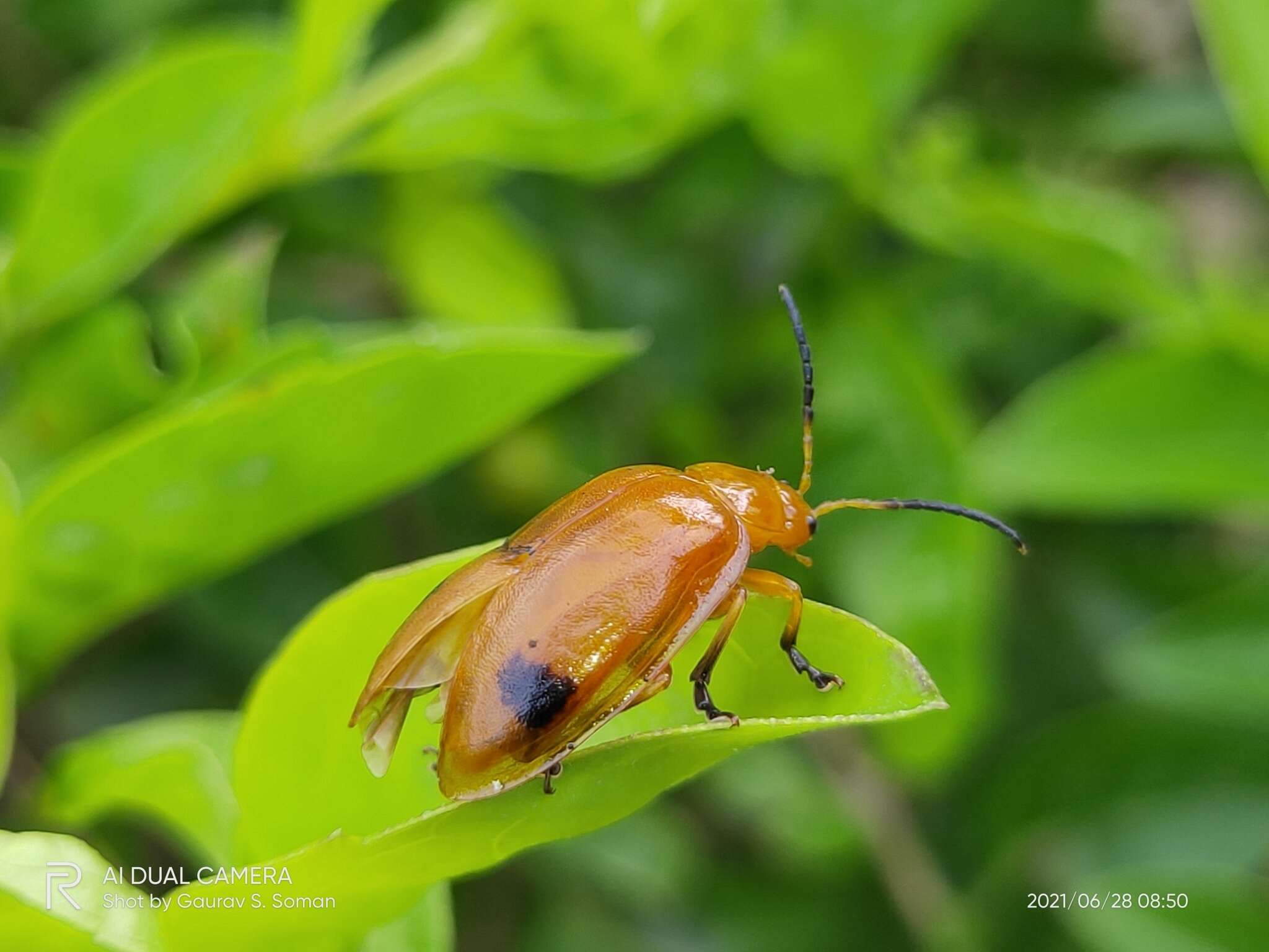 Image of <i>Oides palleata</i>