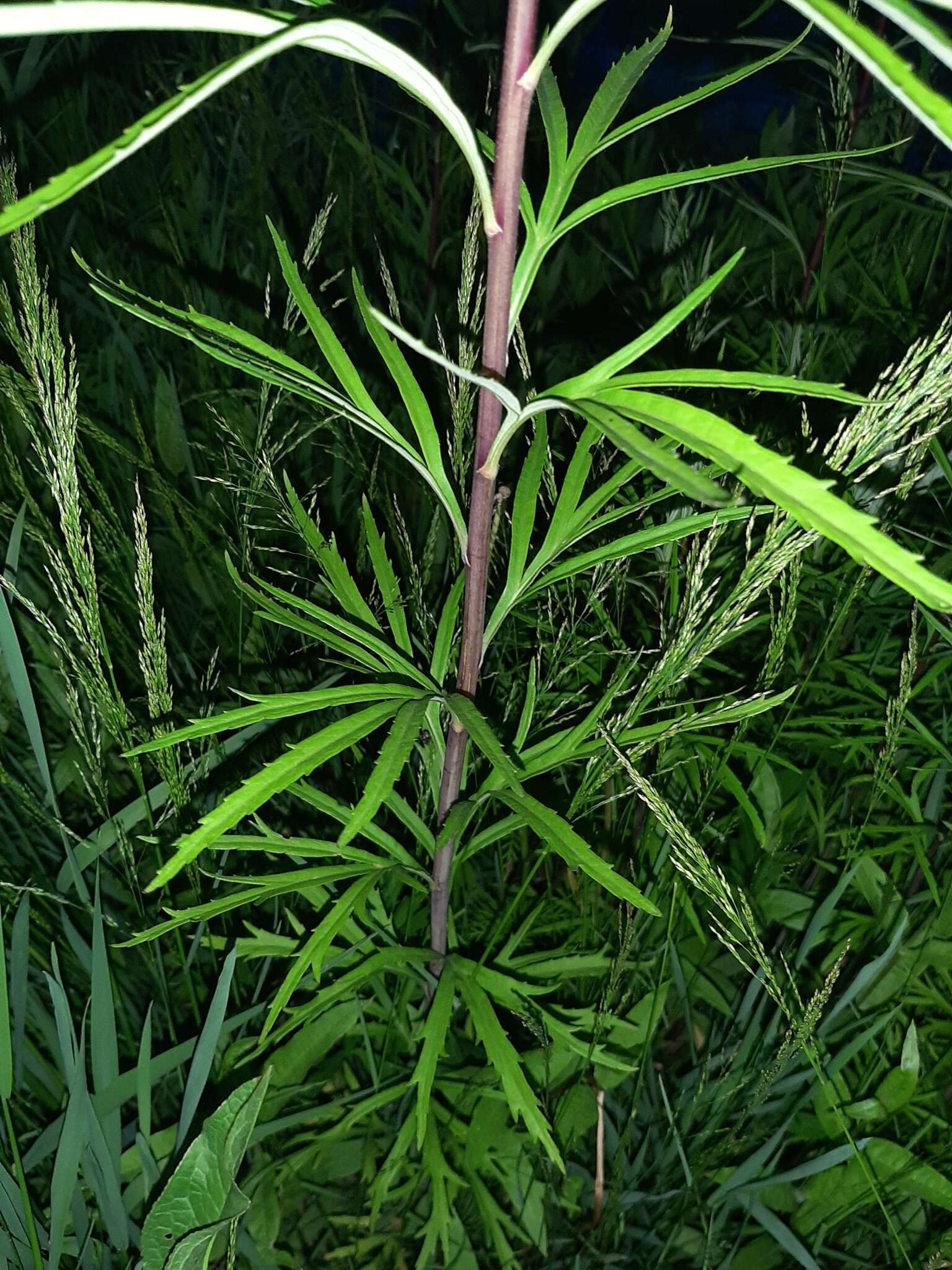 Image of Artemisia selengensis Turcz. ex Bess.