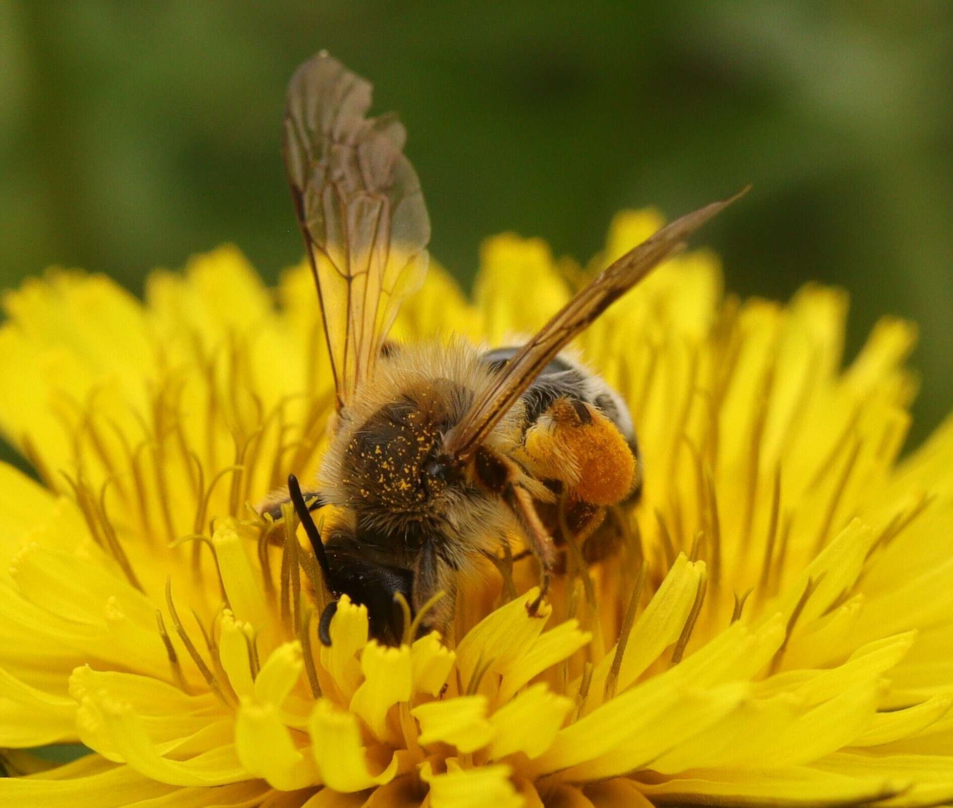 Image of Andrena gravida Imhoff 1832