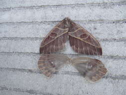 Image of Leucanella leucane (Geyer (1837))