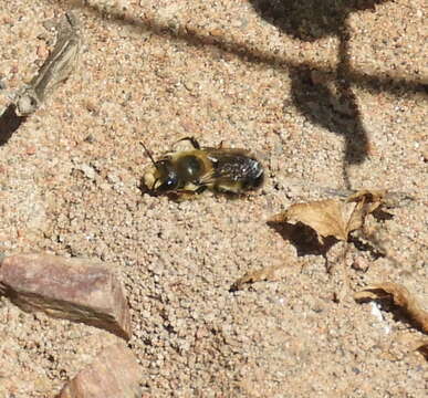 Image of Black-and-gray Leaf-cutter Bee