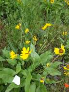 Image of Carey's balsamroot