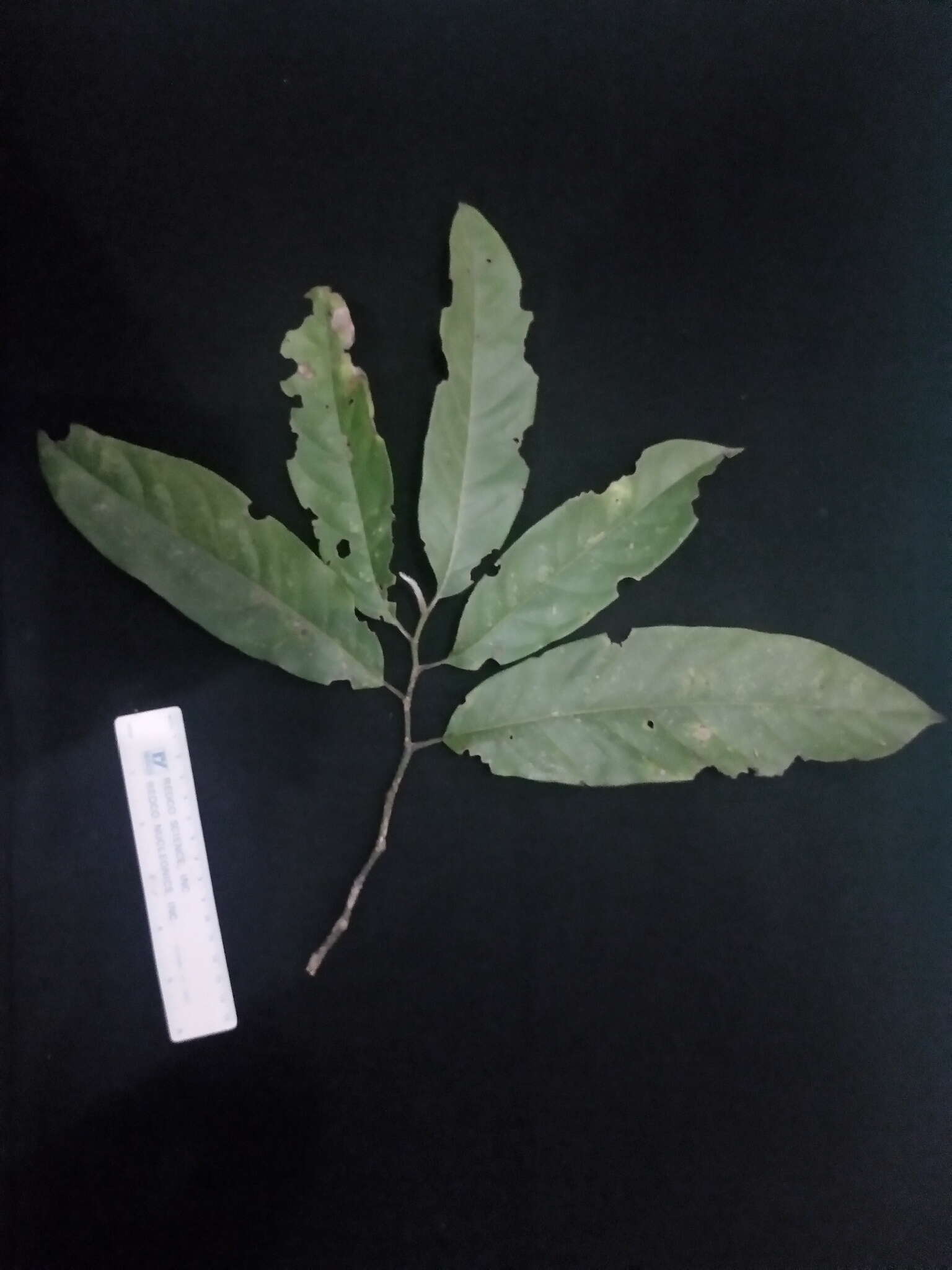 Magnolia vrieseana (Miq.) Baill. ex Pierre的圖片