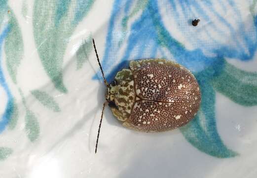 صورة <i>Paropsis aegrota elliotti</i>