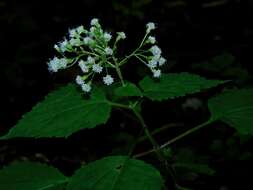 Image of Ageratina roanensis