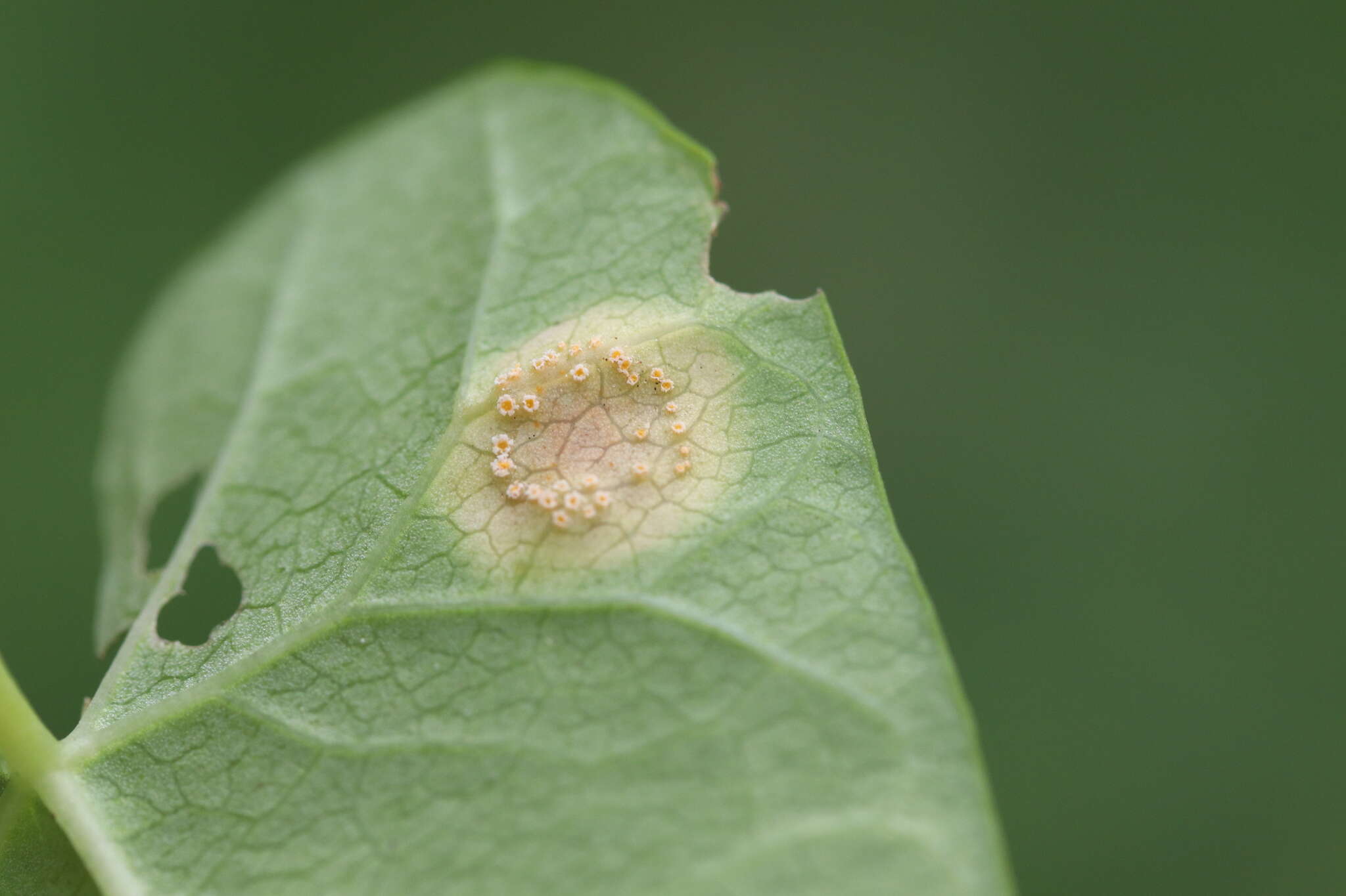 Image de Puccinia convolvuli (Pers.) Castagne 1842