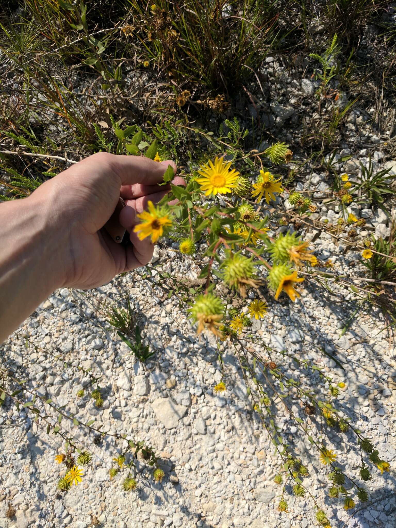 Image of narrowleaf gumweed