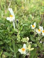 Image of Linaria reflexa (L.) Desf.