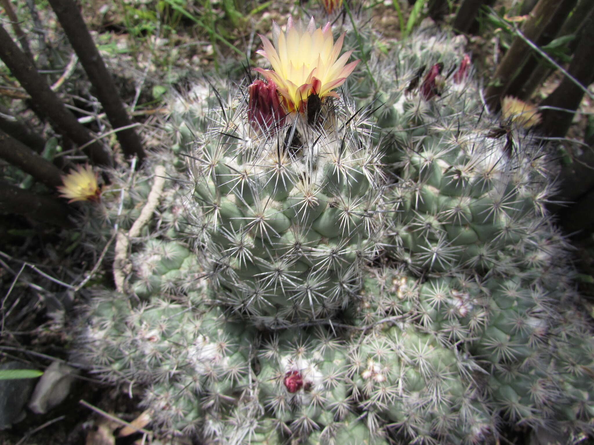 Image of Coryphantha durangensis subsp. cuencamensis (L. Bremer) Dicht & A. Lüthy