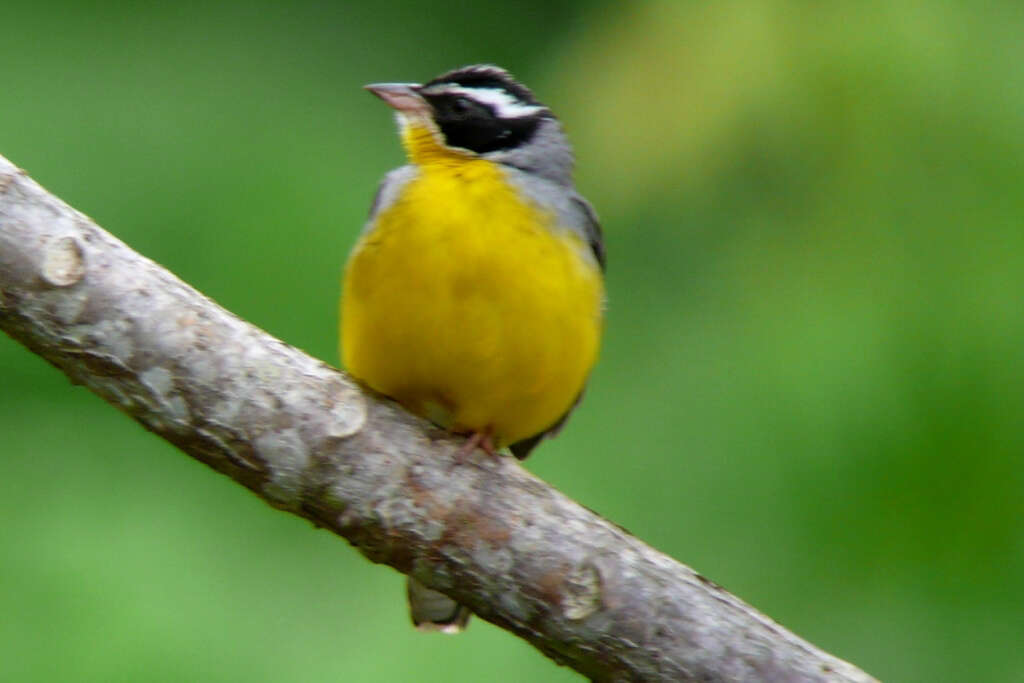 Слика од Emberiza cabanisi (Reichenow 1875)