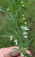 Image de Teucrium trifidum Retz.