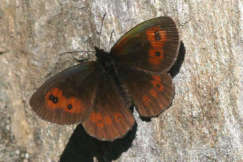 Image of Erebia euryale adyte Hübner 1818