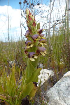 Image of Disa cornuta (L.) Sw.