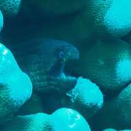 Image of Black cheek moray