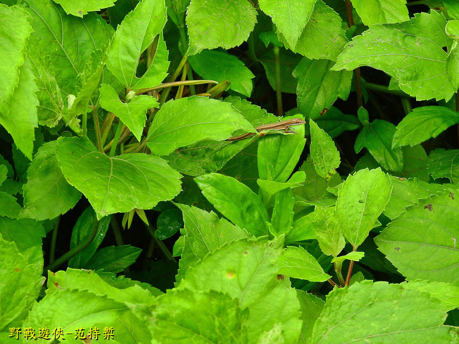 Image of Takydromus viridipunctatus Lue & Lin 2008