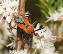 Image of Gminatus australis (Erichson 1842)