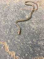 Image of California whipsnake