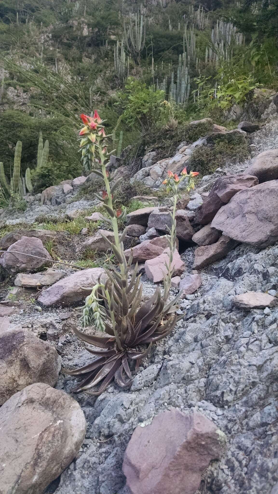 Sivun Echeveria bifida Schltdl. kuva