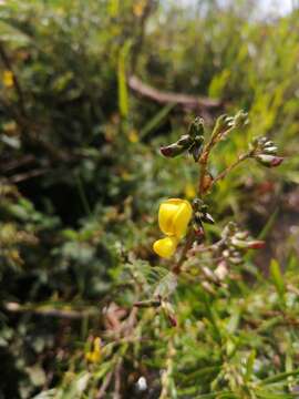 Слика од Smithia erubescens (E. Mey.) Baker fil.