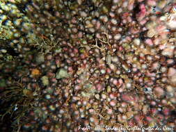 Image of Coral estrella
