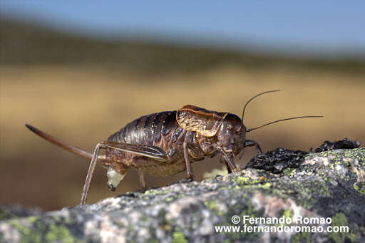 Imagem de Pycnogaster (Pycnogaster) jugicola Graells 1851