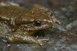 Image of Himalayan Toad