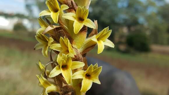 Image of Michoacán lady orchid