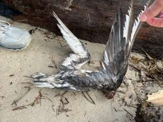 Image of Mottled Petrel