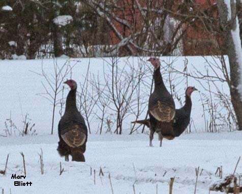 Imagem de Meleagris gallopavo silvestris Vieillot 1817