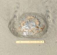 Image of mushroom cap jellyfish