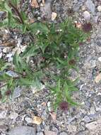 Image of arctic aster