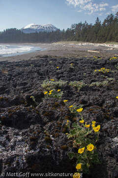 Image of villous cinquefoil