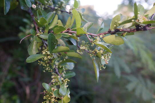 Image of Gymnosporia diversifolia Maxim.