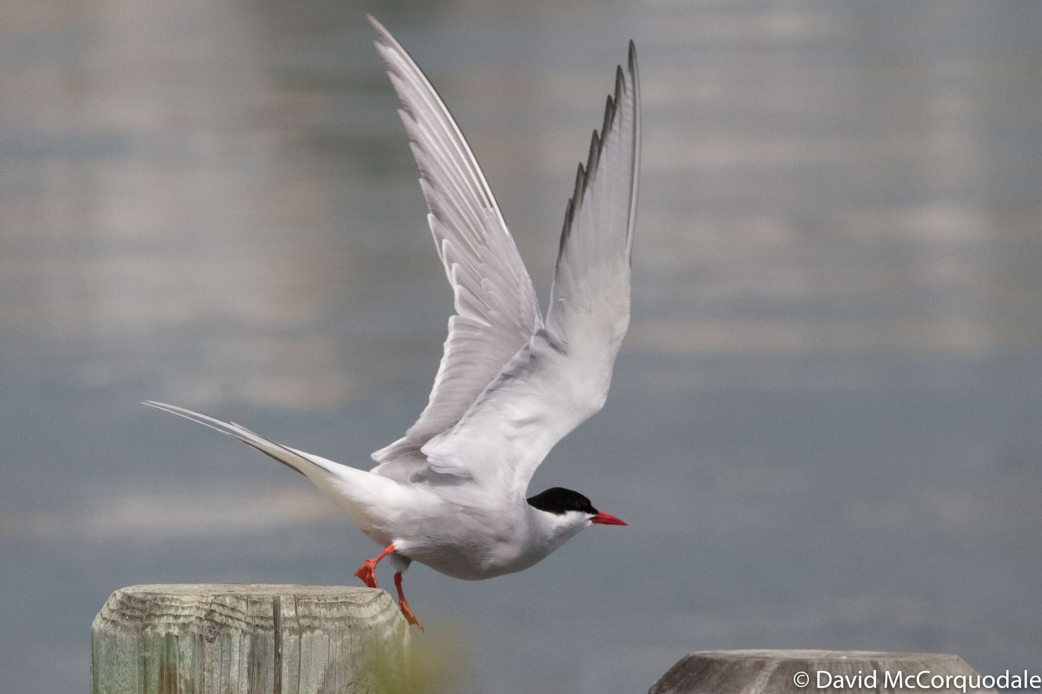 Image of Arctic Tern