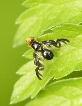 Image of Celery Fly