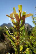 Image of Cliffortia cuneata Dryand. ex Ait.