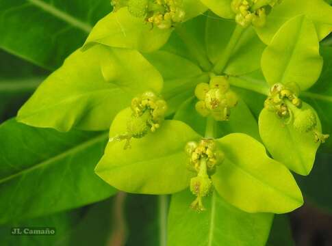 Image of Irish Spurge