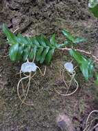 Imagem de Angraecum conchoglossum Schltr.