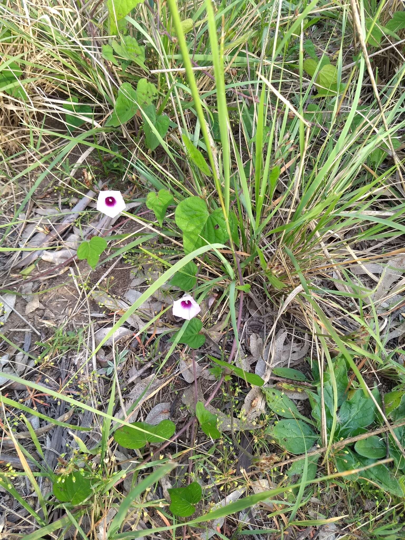 Image of Ipomoea grandifolia (Damm.) O'Donell