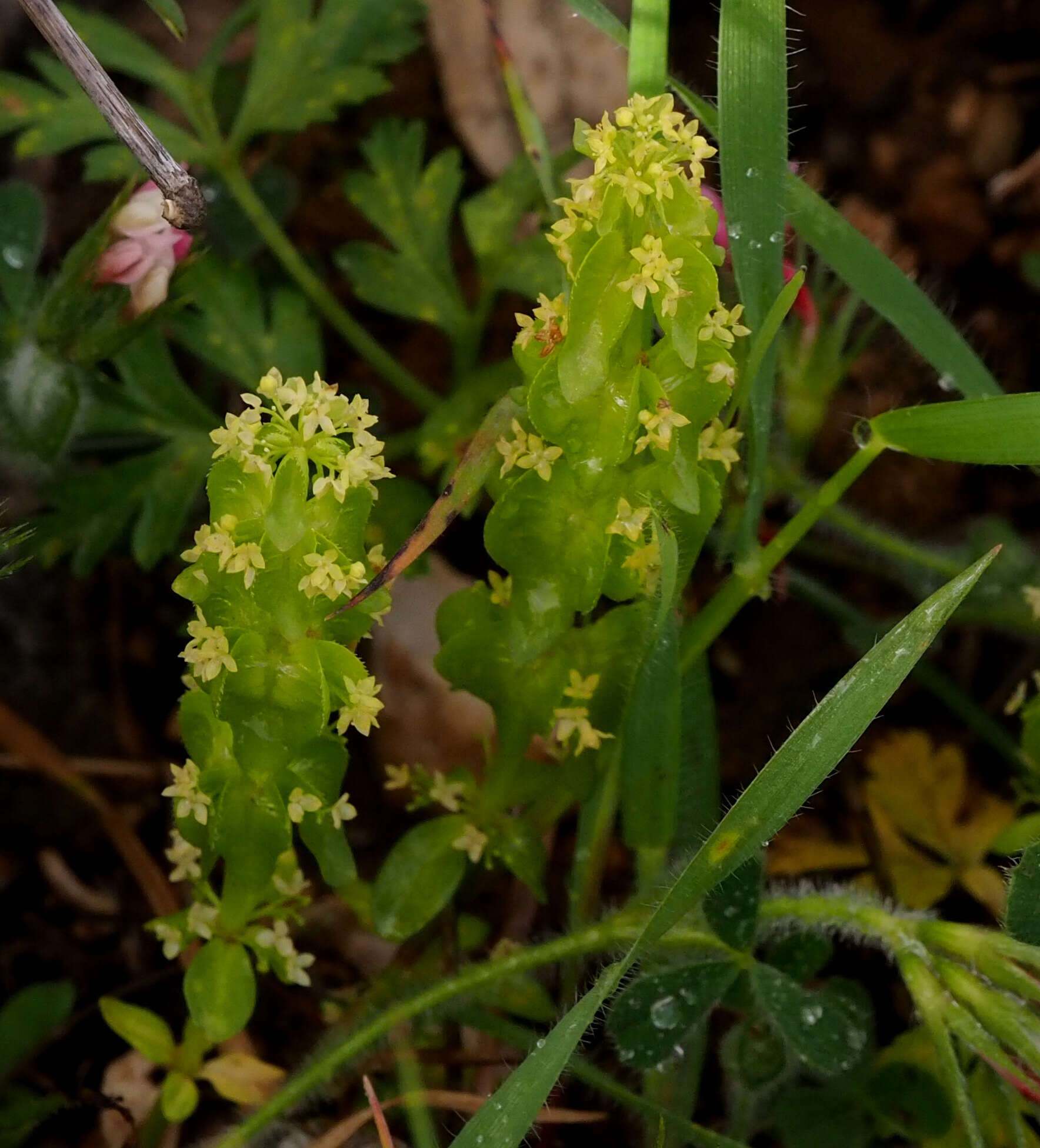 Image of Cruciata articulata (L.) Ehrend.