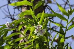 Image of Thunia alba var. bracteata (Roxb.) N. Pearce & P. J. Cribb