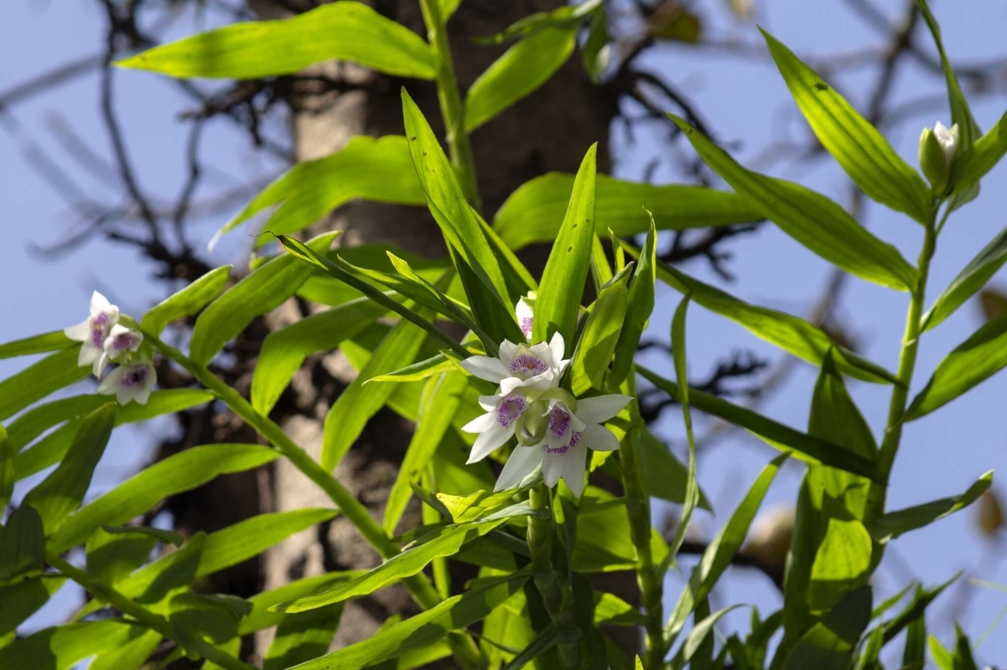 Thunia alba var. bracteata (Roxb.) N. Pearce & P. J. Cribb的圖片