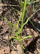 Image of Pentanisia angustifolia (Hochst.) Hochst.